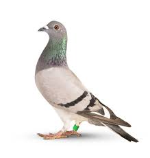 Homing Pigeon Bird Isolated White Homing Pigeons Pigeon Bird Pigeon