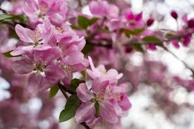 We provide services to residential, commercial, and municipal institutions. Cu S Campus Tree Tour Alumni Association University Of Colorado Boulder