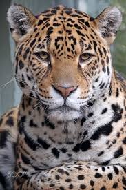 La sierra del ecuador, también conocida como los altos ecuatorianos, es la zona de la cordillera andina que atraviesa el país de norte a sur desde colombia hacia perú, con quienes comparte esta cadena montañosa. 52 Ideas De Jaguares Animales Majestuosos Felinos Fotos De Animales Salvajes