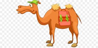 The dromedary is the smallest of the three species of camel; Dromedary Camel Png Download 600 433 Free Transparent Dromedary Png Download Cleanpng Kisspng