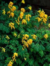 Below you will find a listing of all the plants in our index that produce yellow flowers i'm sure that most of goldenrod is an aggressively spreading, upright clumping, deciduous perennial plant with light green foliage. 28 Best Yellow Perennials Ideas Perennials Planting Flowers Plants