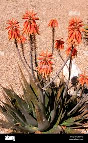 Image result for Aloe cameronii