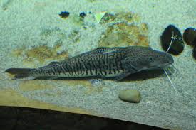 File Shark Catfish In The St Petersburg Aquarium Aquarium Catfish Catfish Fish Pet