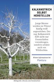 Ein quast hilft perfekt beim auftragen. Kalkanstrich Fur Baume Obstbaume Plantura Kalkanstrich Baum Gartentipps