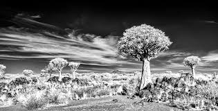 Beautiful black and white nature photos. Monochrome Nature Photography Art Prints For Sale