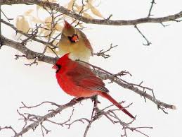 Birds Of Northern Indiana Illinois Indiana Kentucky North Carolina Ohio Virginia West Virginia Northern Cardinal Birds State Birds Backyard Birds