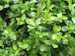 Image result for Lepidotrichilia volkensii