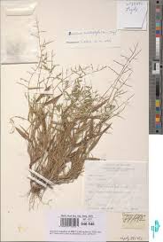 Image result for Urochloa villosa