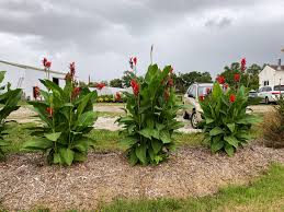 Image result for Canna