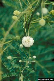 Image result for Leucosphaera