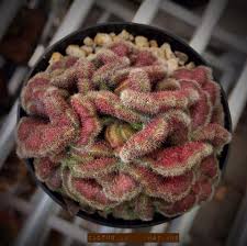 The origin of this nursery produced cultivar is unknown, it was previously known as mammillaria sp. Facebook