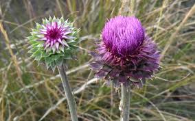 Image result for Carduus