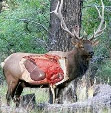 Elk Anatomy Boar Hunting Hunting Rifles Deer Hunting