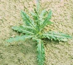 I mean you could lose a child in this mess. Weed Identification Perennials 1 Broadleaf Weeds