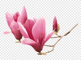 Chinese Magnolia Southern Magnolia Flower Magnolia Liliiflora Sticker Flower Branch Mural Png Pngegg Download spring magnolia branch png images background. chinese magnolia southern magnolia