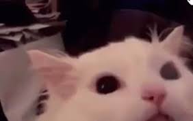 Css is slightly edited /r/darktheme, big thanks to them! Thurston Waffles Meow Gif Thurstonwaffles Meow Scream Discover Share Gifs In 2021 Cute Cat Gif Funny Memes Images Cute Baby Cats
