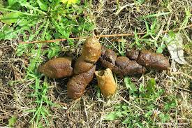 Hundekot Im Garten Was Tun 7 Naturliche Abwehrmittel