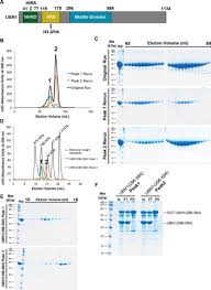 It is customized as per the customer requirement. The Hira Histone Chaperone Complex Subunit Ubn1 Harbors H3 H4 And Dna Binding Activity Journal Of Biological Chemistry
