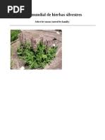 Image result for Droguetia ambigua