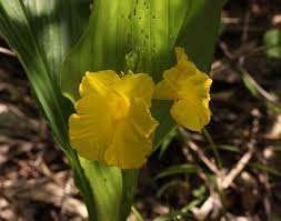 Image result for Siphonochilus kirkii - yellow-flowered form