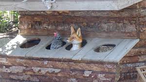 Calico River Rapids - Fox in the Chicken Coop Animatronic at ...