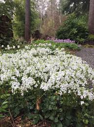 Image result for Cardamine