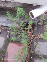 Image result for Dysphania procera