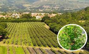 En clima podrás encontrar el tiempo en güemes (cantabria) para hoy, además de información actualizada de la temperatura para los próximos 14 días. El Arandano De Cantabria Se Hace Hueco En La Mesa El Diario Montanes