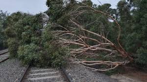 Ayan kapoor died in hospital after being hit by a tree in blackburn. Melbourne Victoria Severe Weather Warning Radar Forecasts Wild Winds Herald Sun
