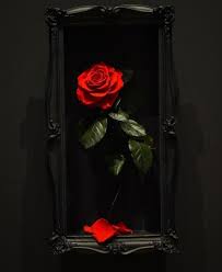 Chroniken Des Blutes Und Absinth Flores de rosas vermelhas em postura plana. chroniken des blutes und absinth