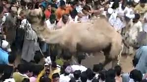 Very funny ll qurbani animals run away during unloading ii qurbani animals out of control part i. Camel In Dangerous Mood Before Qurbani In India Many People Injured Video Dailymotion