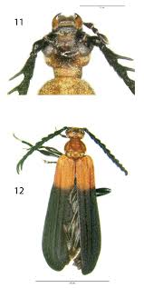 Image result for Pycnosphaera