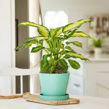 You can also play around with pot designs and colors that match having these. 13 Of The Best Places To Buy Live Plants Online