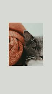 Enjoy and share your favorite beautiful hd wallpapers and background images. Pin Oleh Lotte Daems Di Cats Wallpaper Bayi Kucing Binatang Lucu Kucing Cantik