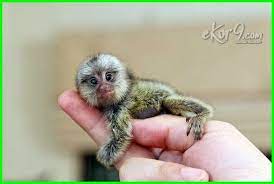  5 Hewan Berukuran Kecil Ternyata Ada Burung Sebesar Telunjuk Dunia Fauna Hewan Binatang Tumbuhan Hewan Hewan Peliharaan Binatang