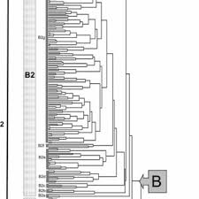 Image result for Setaria kagerensis