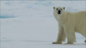 Adaptations Of Arctic Animals Arctic Animals Animal Adaptations Animals