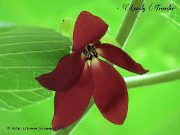 Pin On Flowers