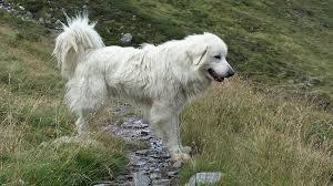 Maybe you would like to learn more about one of these? German Shepherd Great Pyrenees Mix Shop For Your Cause