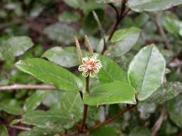 Image result for Trichocladus