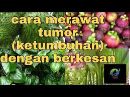 Madu lebah adalah anugerah istimewa kepada manusia daripada pencipta, khususnya di dalam bidang perubatan tradisional. Cara Merawat Batu Karang Dalam Pundi Kencing