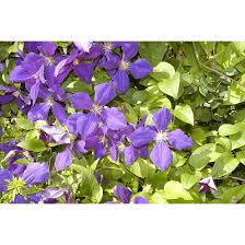 We did not find results for: Clematis Hybride Jackmanii Pflanzen Fur Dich De 5 95