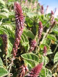 Image result for Achyranthes