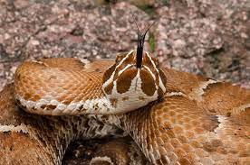 Arizona Ridge Nosed Rattlesnake Crop Rattlesnake Animals Snake