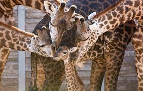 Pin By Maritza Saracho On Babies Houston Zoo Giraffe Pictures Animals Beautiful