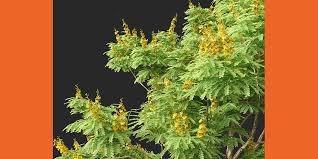Image result for Caesalpinia ferrea