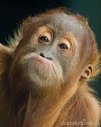 Photo Of Interesting Faces Yahoo Search Results Wastetimepost Com Funny Animal Faces Animal Faces Funny Faces