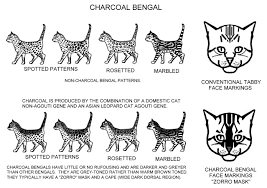 Colour And Pattern Charts