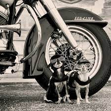 The Easy Ryder Pup Custom Motorcycles Bobber Custom Baggers Custom Choppers