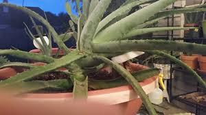 A cactus is a versatile plant. Aloe Vera Growing Sideways Helpfulgardener Com